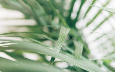 Palm Sunday: Triumph, Prophecy and Tragedy