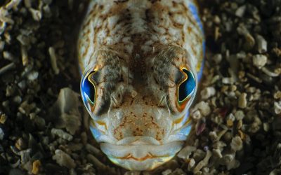 Fish Eyes:  Seeing the Whole Field