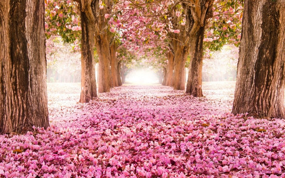 Cherry Blossoms and the Denial of Death