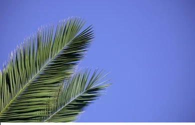 Palm Sunday: Two Very Different Demonstrations of Power