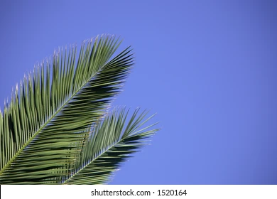 Palm Sunday:  Two Very Different Demonstrations of Power